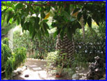 Garten vorne
