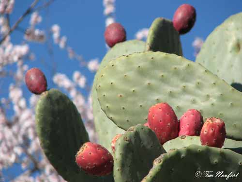 Kakteenfr&uuml;chte
