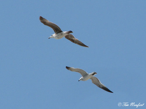 Seem&ouml;wen &uuml;ber Torrox